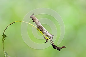Caterpillar of popinjay butterflyresting on theirs host plant leaf photo