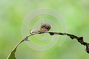 Caterpillar of popinjay butterflyresting on theirs host plant leaf photo