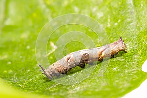 Caterpillar of popinjay butterflyresting on theirs host plant leaf photo