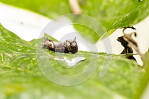 Caterpillar of popinjay butterflyresting on theirs host plant leaf photo