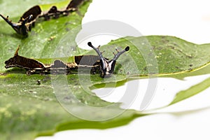 Caterpillar of popinjay butterflyresting on theirs host plant leaf photo