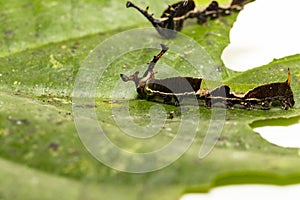 Caterpillar of popinjay butterflyresting on theirs host plant leaf photo
