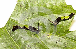 Caterpillar of popinjay butterflyresting on theirs host plant leaf photo