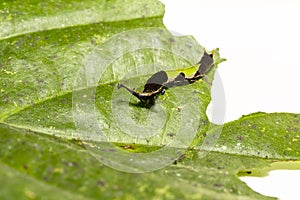 Caterpillar of popinjay butterflyresting on theirs host plant leaf photo