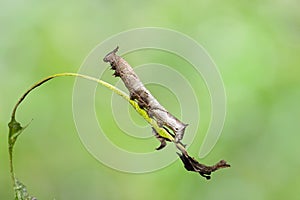 Caterpillar of popinjay butterflyresting on theirs host plant leaf