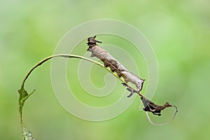 Caterpillar of popinjay butterflyresting on theirs host plant leaf