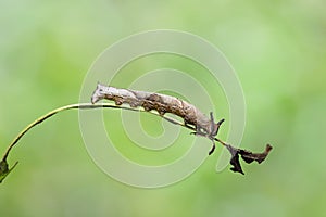 Caterpillar of popinjay butterflyresting on theirs host plant leaf