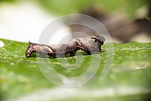 Caterpillar of popinjay butterflyresting on theirs host plant leaf