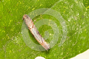 Caterpillar of popinjay butterflyresting on theirs host plant leaf