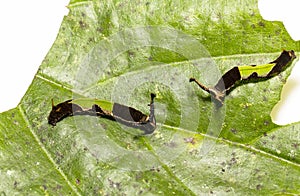 Caterpillar of popinjay butterflyresting on theirs host plant leaf