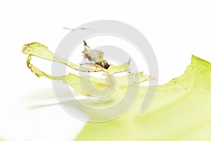 Caterpillar of popinjay butterflyresting on theirs host plant leaf photo