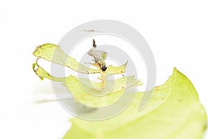 Caterpillar of popinjay butterflyresting on theirs host plant leaf photo