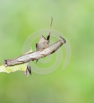 Caterpillar of popinjay butterflyresting on theirs host plant leaf photo