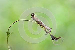 Caterpillar of popinjay butterflyresting on theirs host plant leaf photo