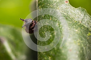 Caterpillar of popinjay butterflyresting on theirs host plant leaf photo