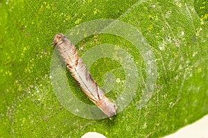Caterpillar of popinjay butterflyresting on theirs host plant leaf photo