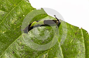 Caterpillar of popinjay butterflyresting on theirs host plant leaf photo