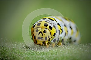 A caterpillar with a pronounced face on a green leaf