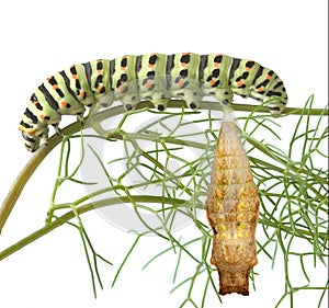 caterpillar and pupae of swallowtail