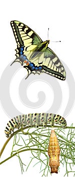 Caterpillar , pupae, and swallowtail butterfly photo