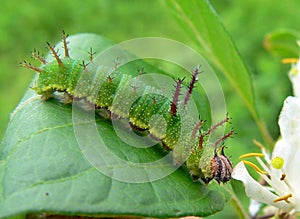 Caterpillar of Purple