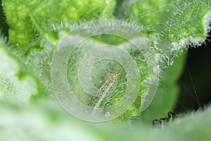 Caterpillar of Pyrausta aurata on mint plant. This is pest of mints in gardens.