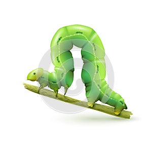 Caterpillar realistic isolated