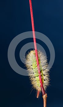 Caterpillar on red stalk