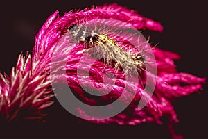 Caterpillar is roaming on flower