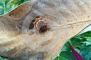 A caterpillar rolled on a dry leaf