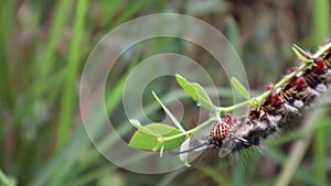 Caterpillar Rose myrtle lappet moth eating leaf of common barbary plant