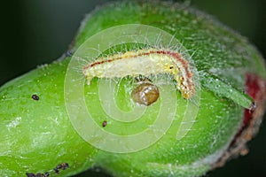 Caterpillar of the rose plume moth Cnaemidophorus rhododactyla Pterophoridae on a damaged rose bud in garden.