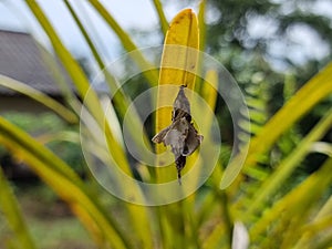 A caterpillar\'s pupa hangs from a leaf