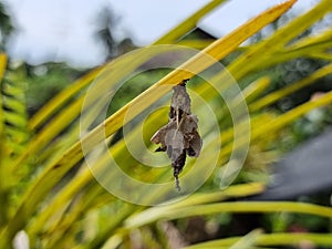 A caterpillar\'s pupa hangs from a leaf