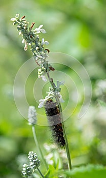 The caterpillar of a Salt Marsh Moth feeding on Salvia flowers photo