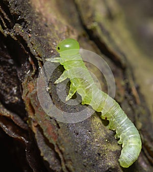 caterpillar of a sawfly, Tenthredinidae, sitting on a pine bark