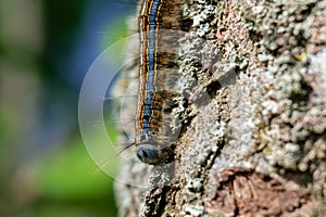 Caterpillar seen in a fruit tree, possibly the lackey moth, malacosoma neustria, lepidoptera