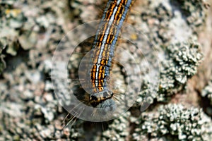 Caterpillar seen in a fruit tree, possibly the lackey moth, malacosoma neustria, lepidoptera