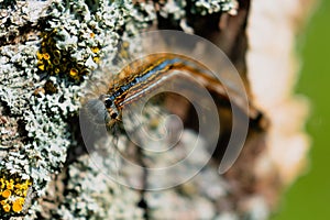 Caterpillar seen in a fruit tree, possibly the lackey moth, malacosoma neustria, lepidoptera