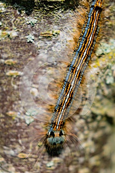 Caterpillar seen in a fruit tree, possibly the lackey moth, malacosoma neustria, lepidoptera