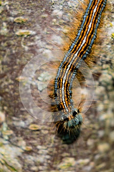 Caterpillar seen in a fruit tree, possibly the lackey moth, malacosoma neustria, lepidoptera