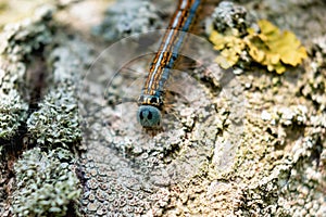 Caterpillar seen in a fruit tree, possibly the lackey moth, malacosoma neustria, lepidoptera