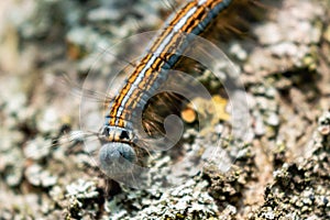 Caterpillar seen in a fruit tree, possibly the lackey moth, malacosoma neustria, lepidoptera