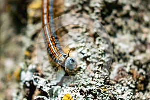 Caterpillar seen in a fruit tree, possibly the lackey moth, malacosoma neustria, lepidoptera