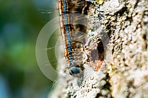 Caterpillar seen in a fruit tree, possibly the lackey moth, malacosoma neustria, lepidoptera