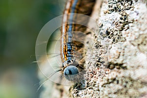 Caterpillar seen in a fruit tree, possibly the lackey moth, malacosoma neustria, lepidoptera