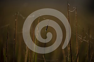 Caterpillar- silhouette