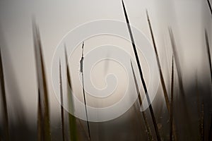 Caterpillar- silhouette