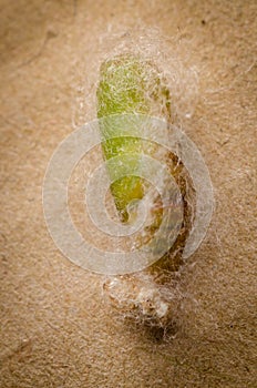 Caterpillar in silk cocoon