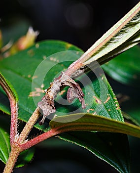 Caterpillar of silk moth bombycidae